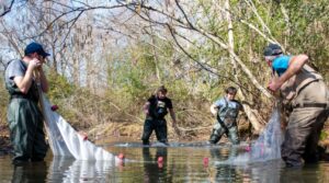 Students working in a stream on a biology research project