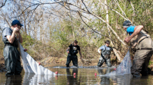 Students working in a stream on a biology research project