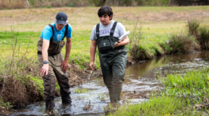 Student walking in creek during environmental class lab