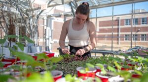 a student working on planting in the greenhouse